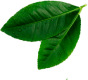 leave__0002_Layer-4.png leave__0002_Layer-4.png